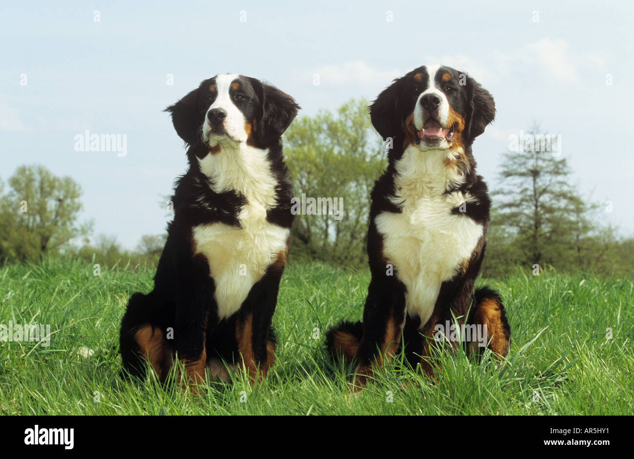 two Bernese cattle dogs - sitting on meadow Stock Photo
