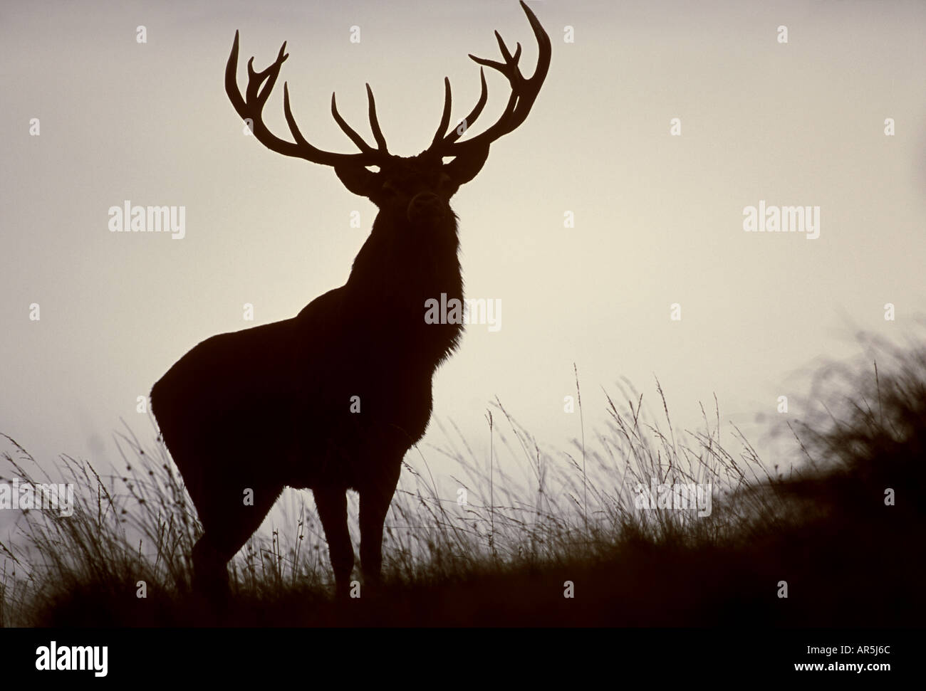 Stag Deer Silhouette
