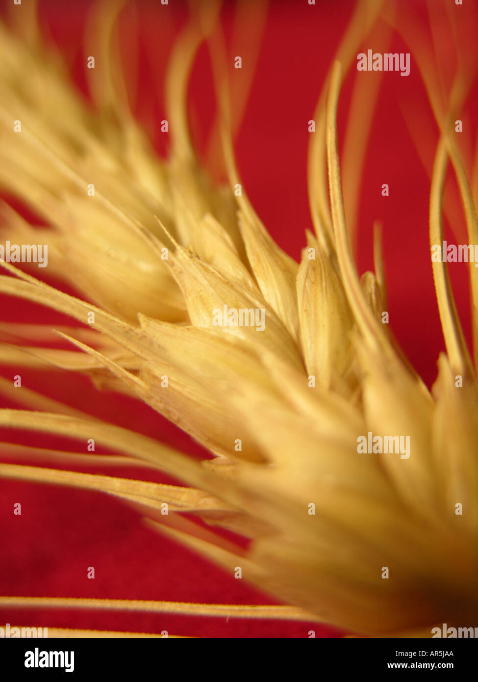 Sheath of wheat hi-res stock photography and images - Alamy