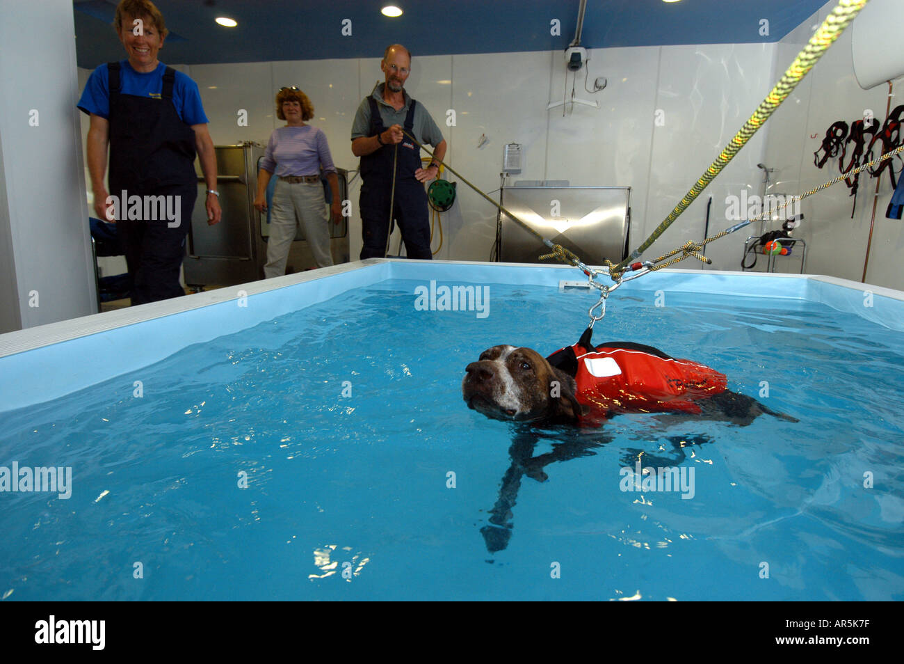 Dog Hydrotherapy Pool Stock Photo Alamy