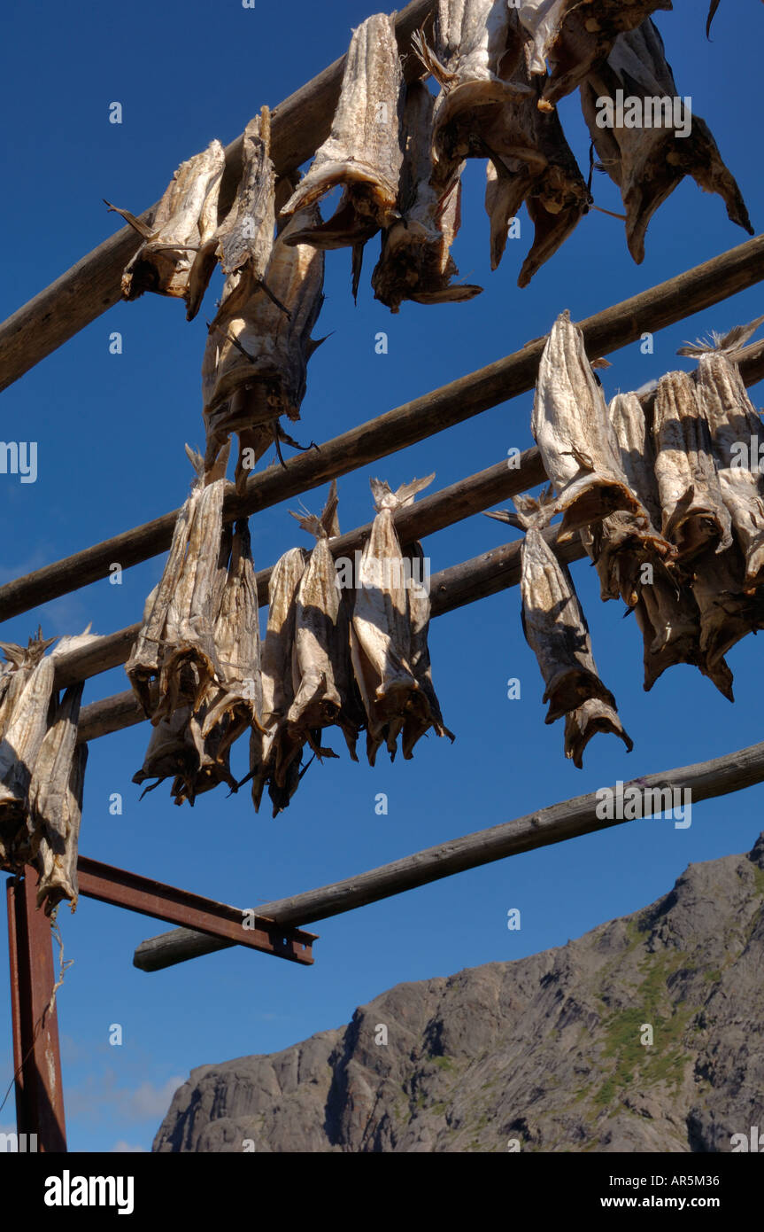 Dried cod, Nusfjord, Flakstadoya, Lofoten Islands, Norway Stock Photo Alamy