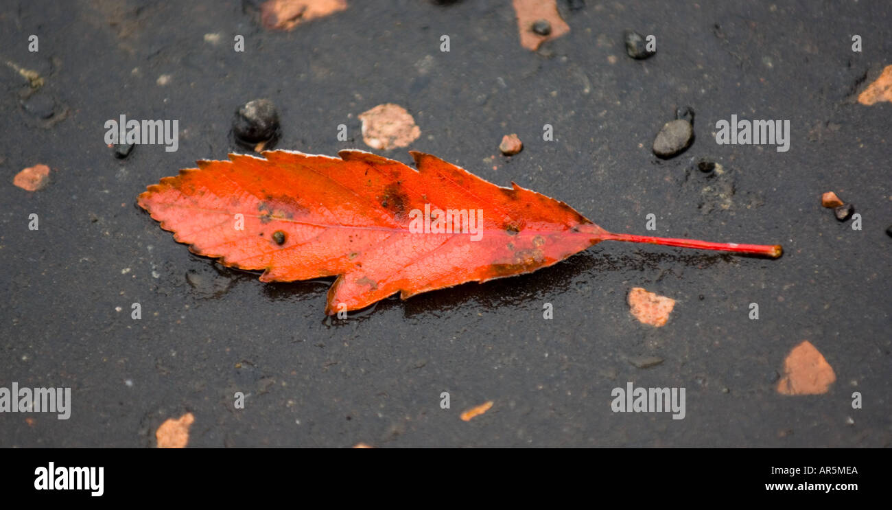 Autumn color leaf hi-res stock photography and images - Alamy