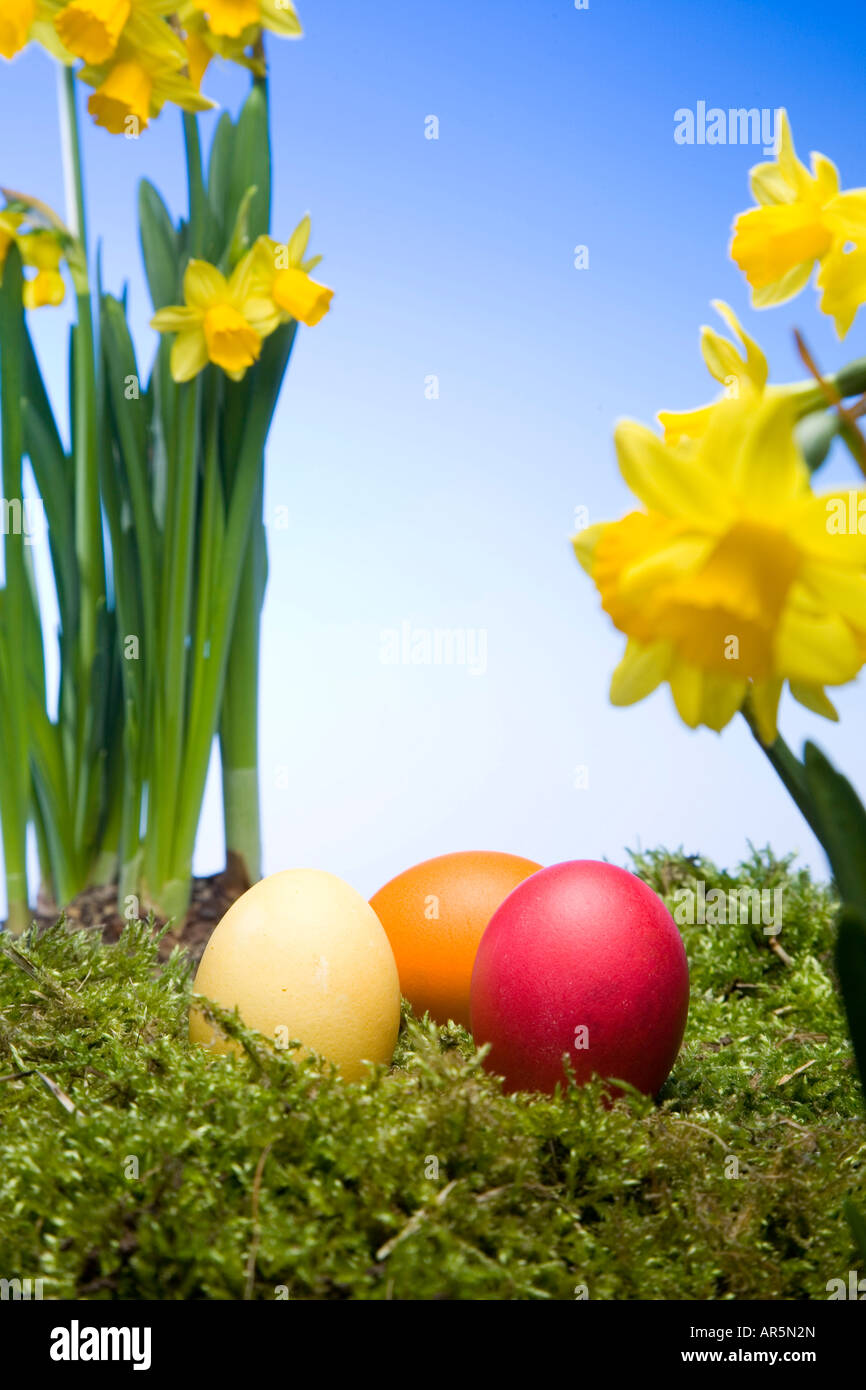 Colored Easter eggs and daffodils Stock Photo - Alamy