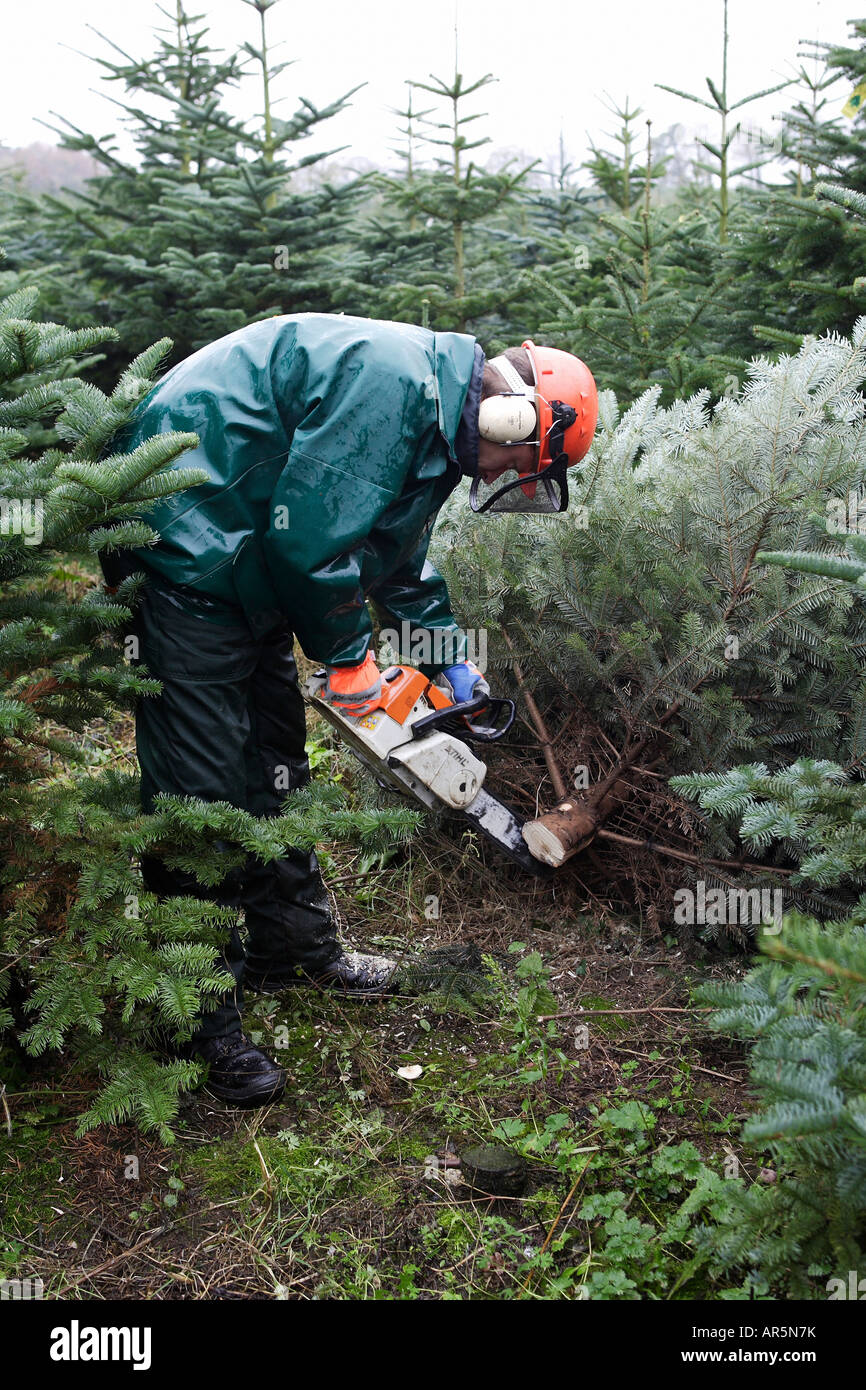 Woodcutter cutting down a fir tree Stock Photo Alamy