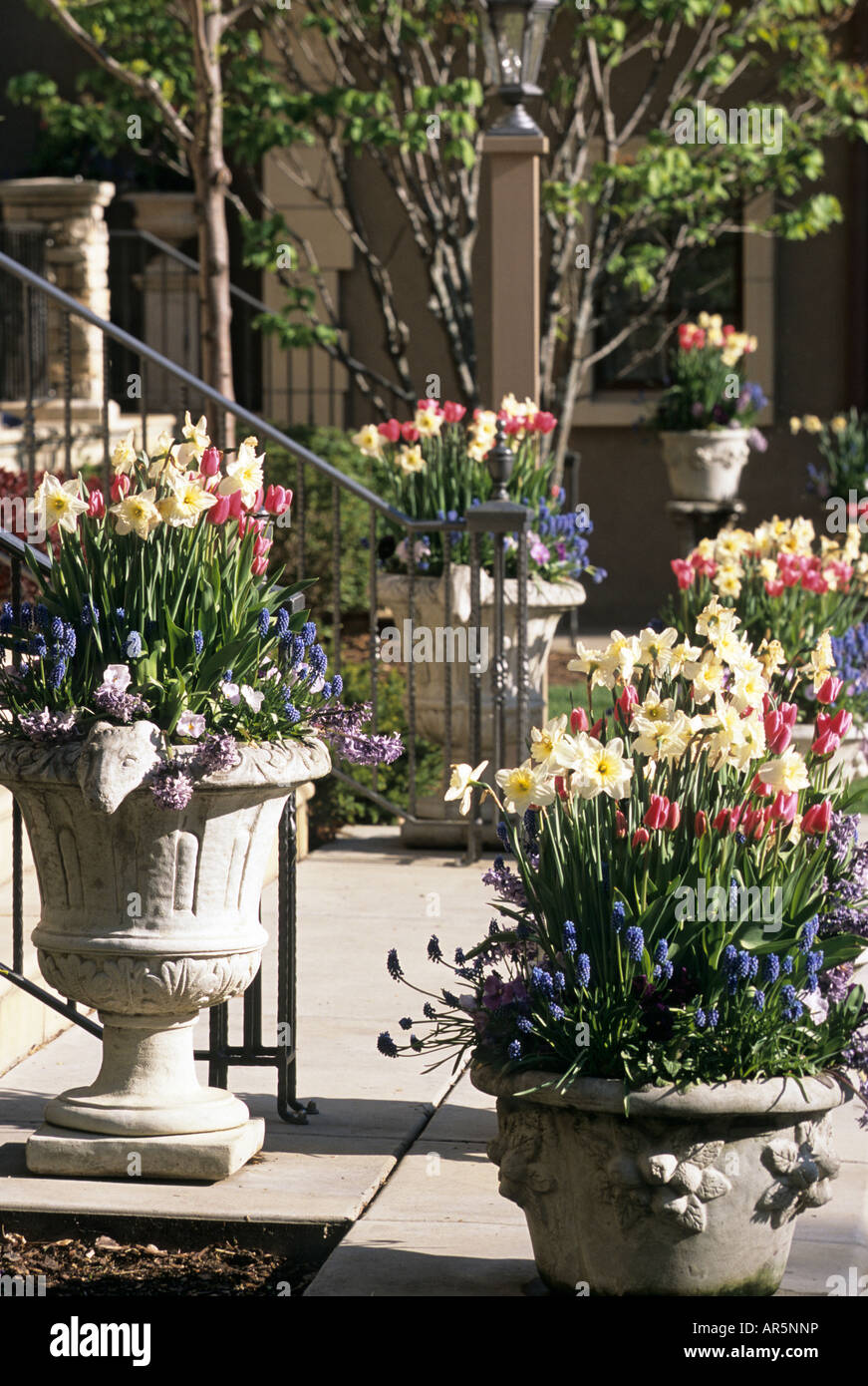 POTS OF TULIPS, DAFFODILS, GRAPE HYACINTHS, PANSIES AND MUSCARI ON PORCH OF MINNESOTA HOME.  MAY. Stock Photo
