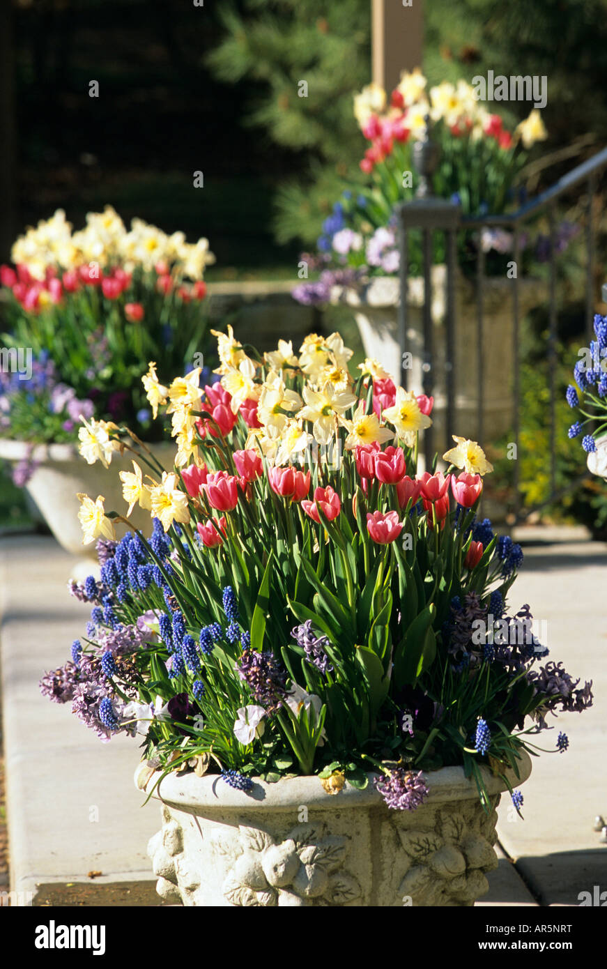 POTS OF TULIPS, DAFFODILS, GRAPE HYACINTHS, PANSIES AND MUSCARI ON