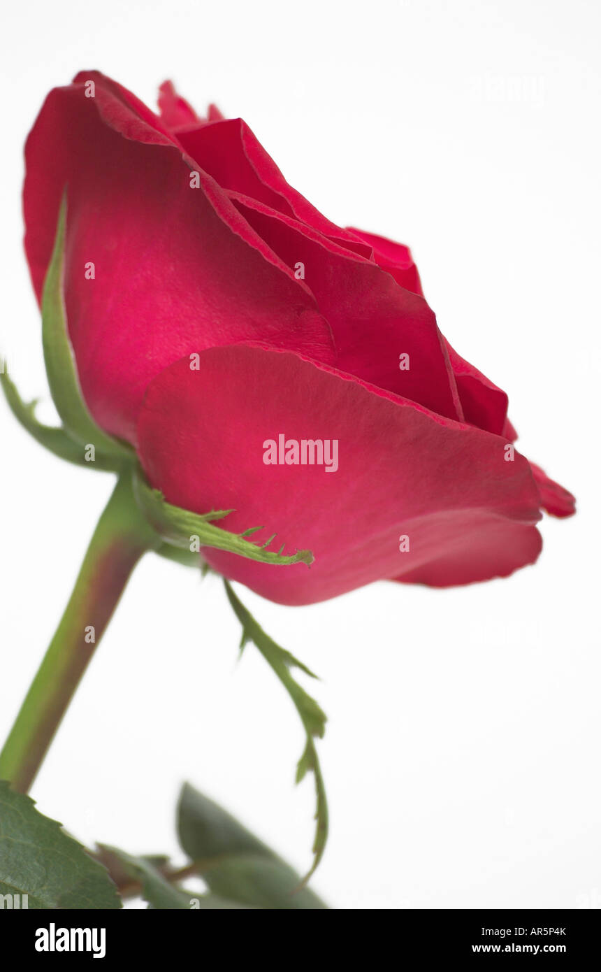 Studio shot of red rose against white background Stock Photo - Alamy