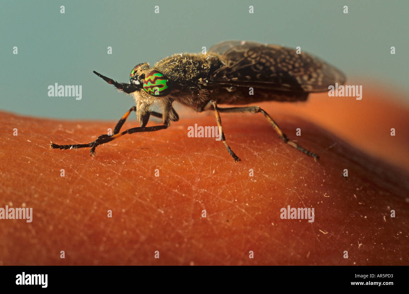 Horse Fly Tabanus bromius Biting Human Hand Stock Photo Alamy