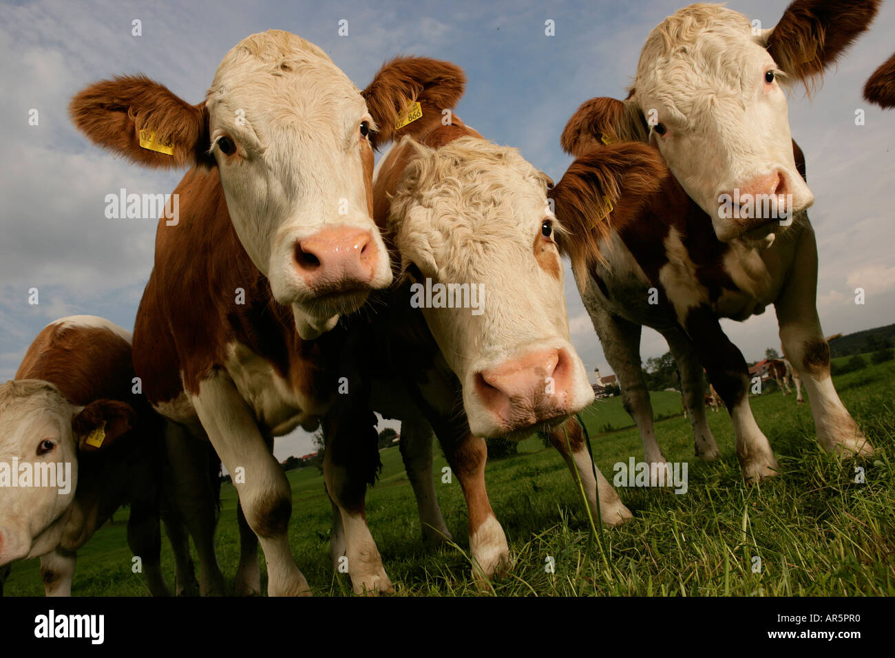 Flock of cows, front view Stock Photo