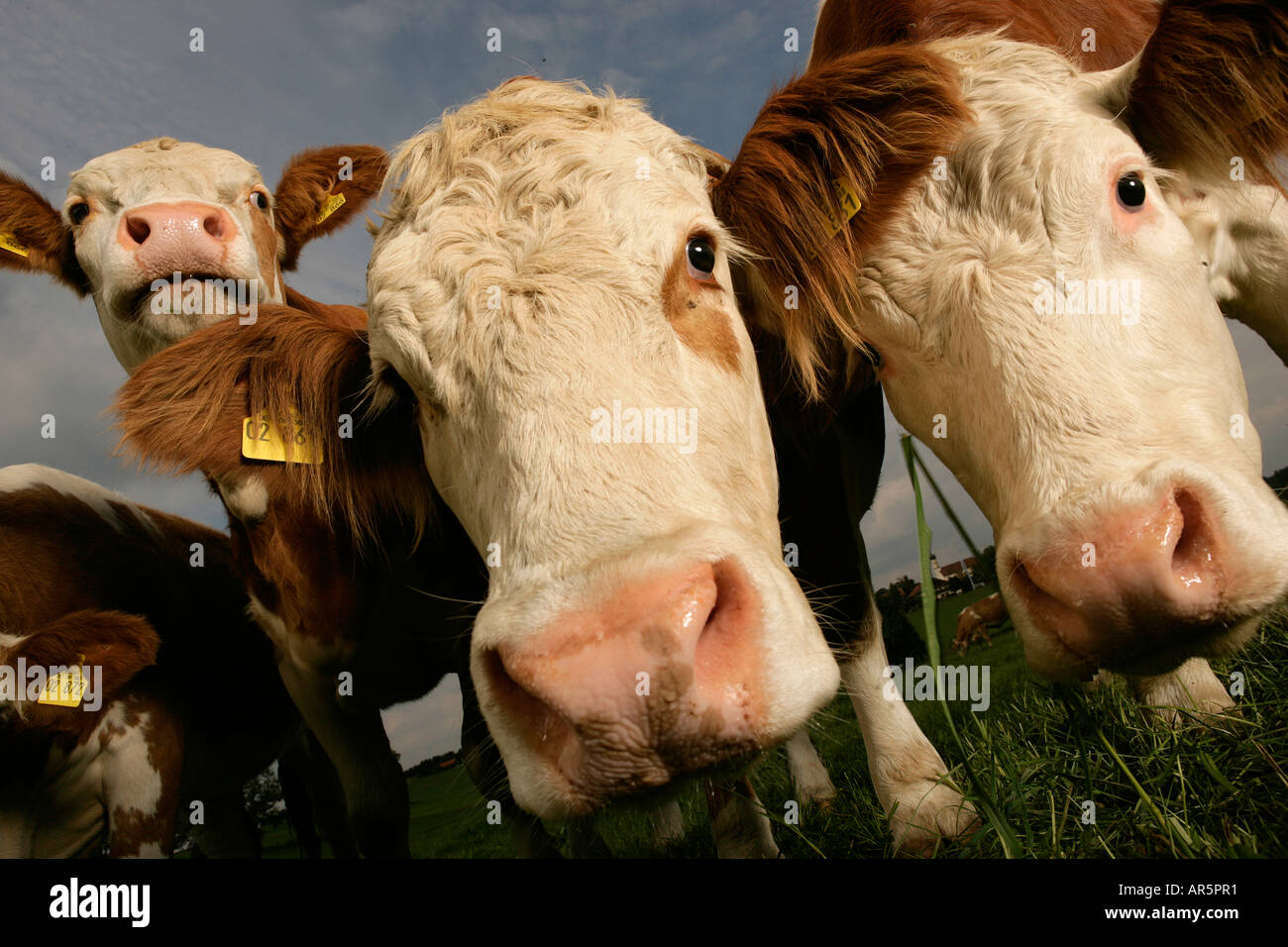 Flock of cows, front view Stock Photo