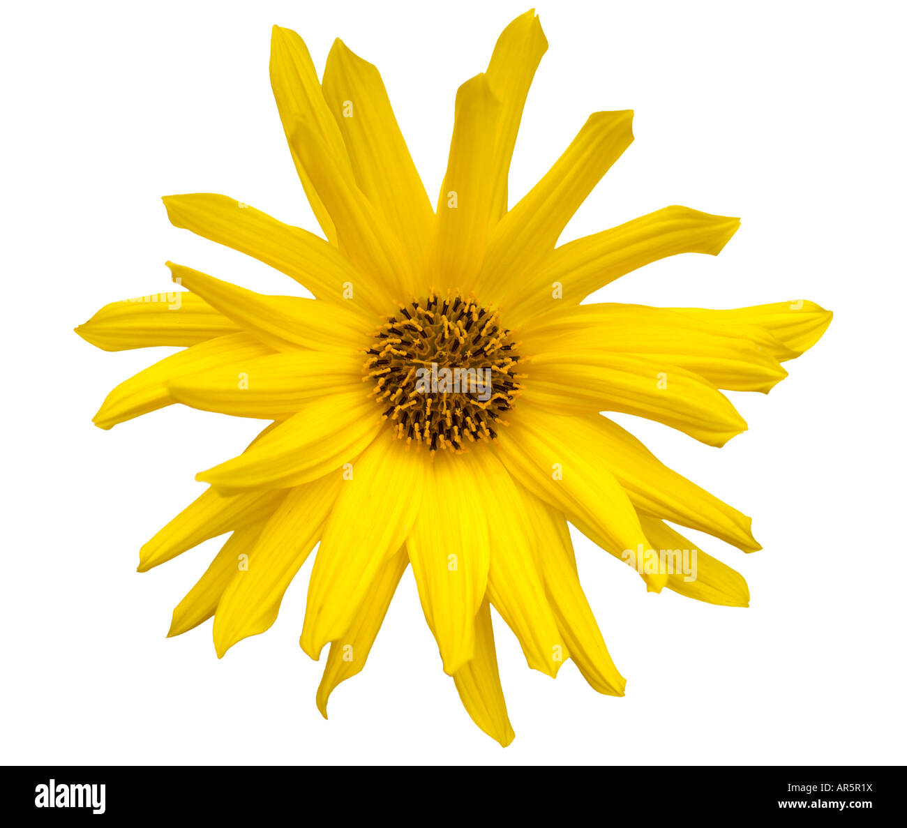 Flower isolated on white background Stock Photo - Alamy