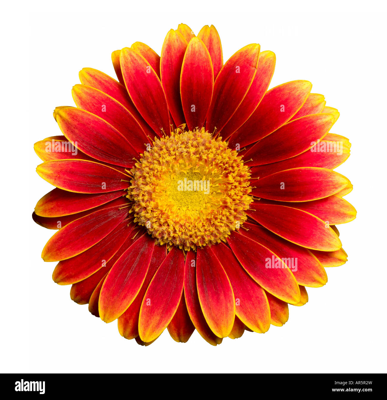 Flower isolated on white background Stock Photo - Alamy