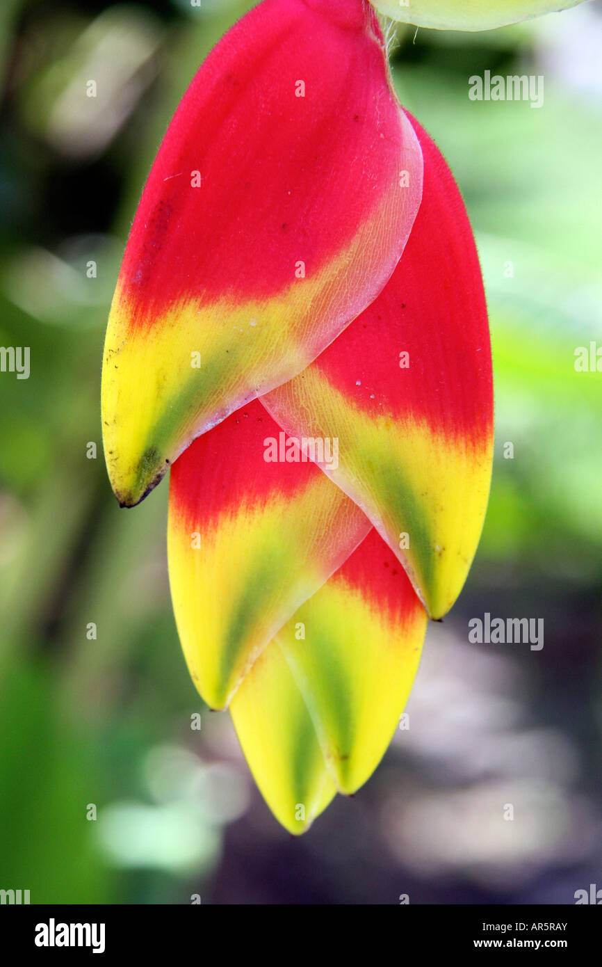 Close-up of a heliconia flower Stock Photo