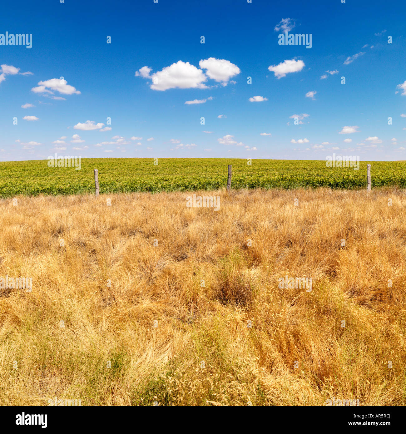 Rural field with agricultural crop and barbed wire fence Stock Photo
