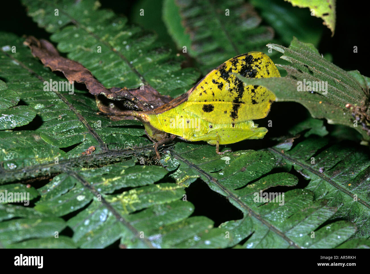 Dead leaf mimic katydid Poring Hot Springs Mount Kinabalu Park Sabah Malaysia Stock Photo