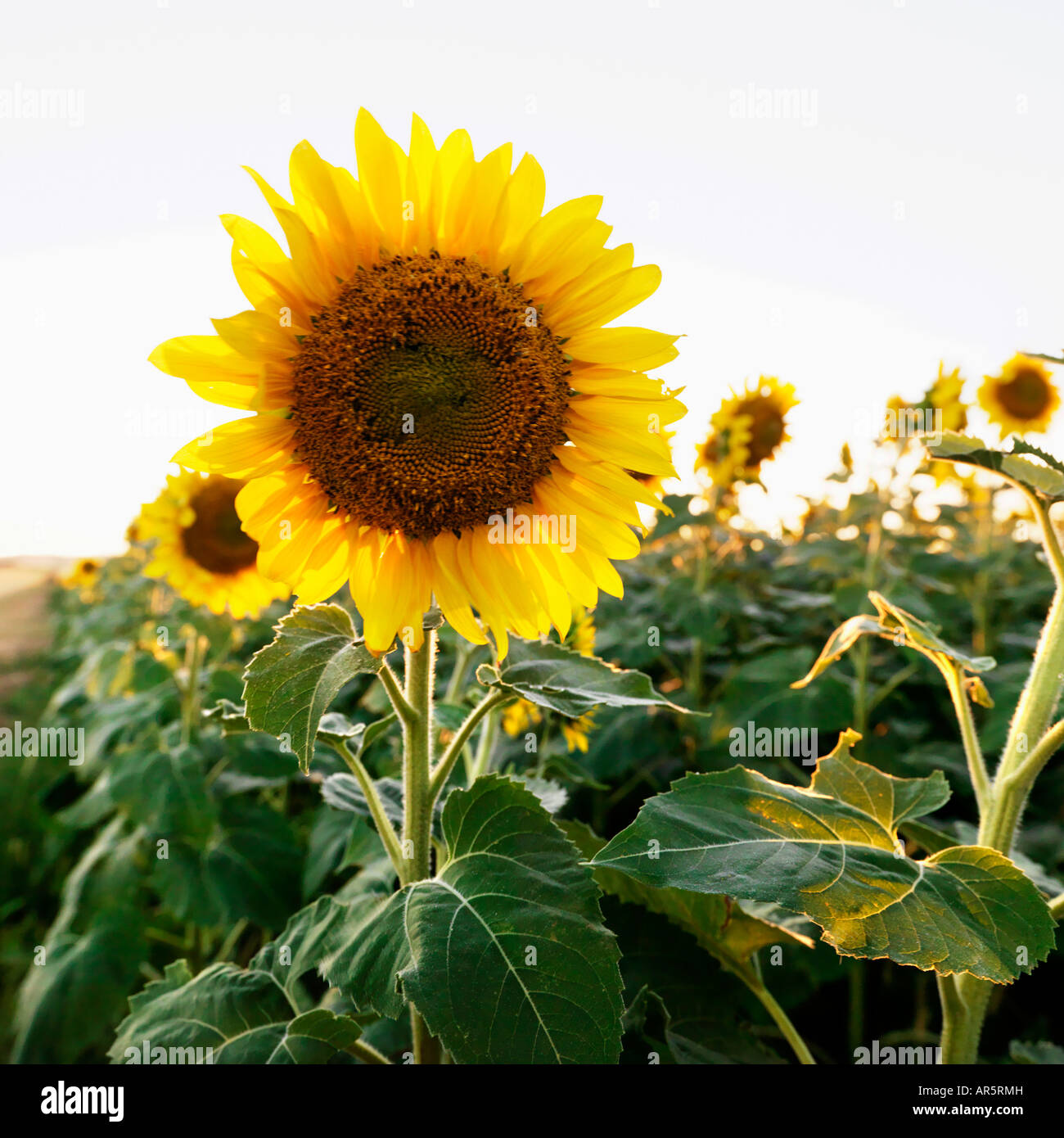 Close up of sunflower growing in field of sunflowers Stock Photo