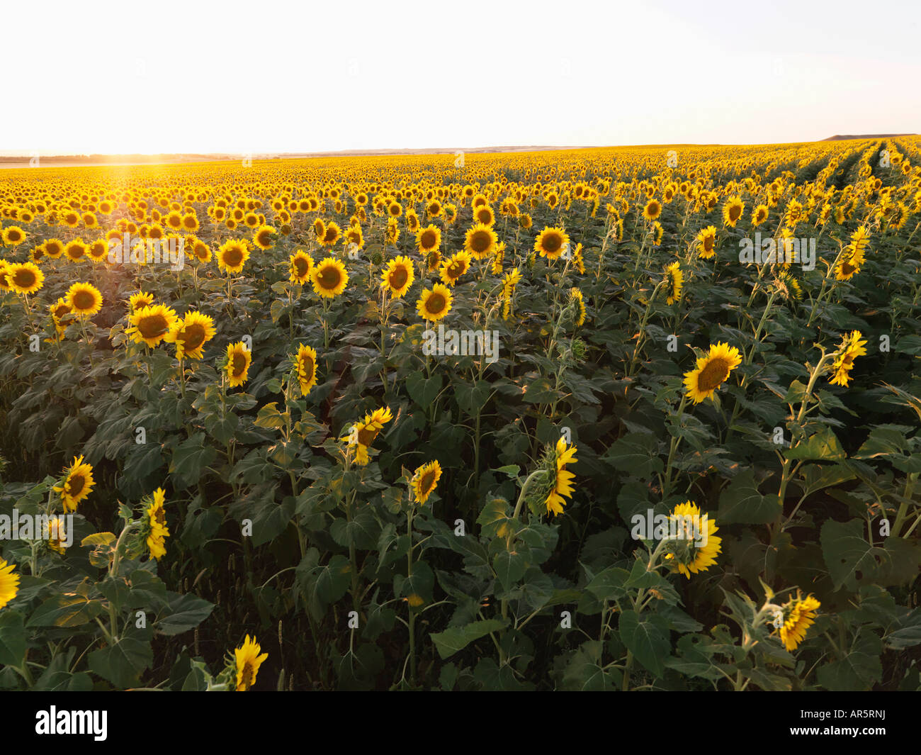 Rows Sunflowers Growing In Hi res Stock Photography And Images Alamy rows-sunflowers-growing-in-hi-res-stock-photography-and-images-alamy