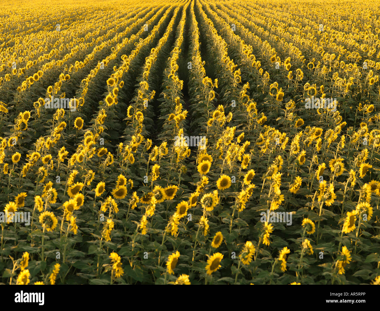 Agricultural field of sunflowers planted in rows Stock Photo Alamy