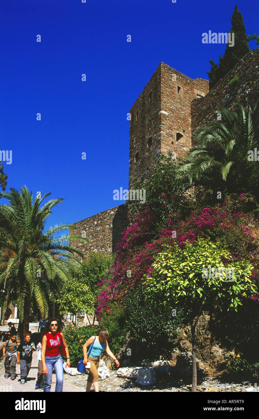 Haza tree hires stock photography and images Alamy