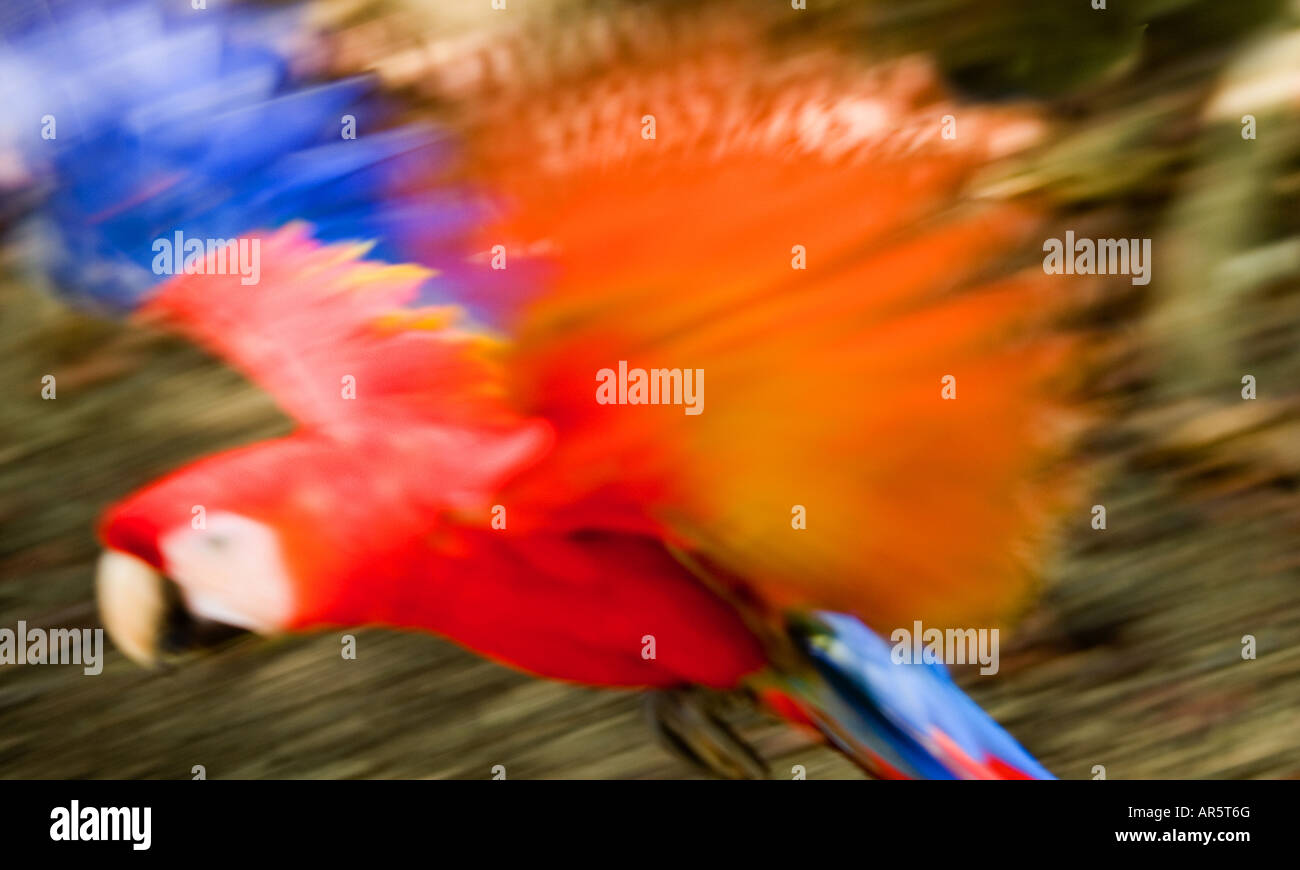 Wild scarlet macaw in flight, Osa Peninsula, Costa Rica Stock Photo