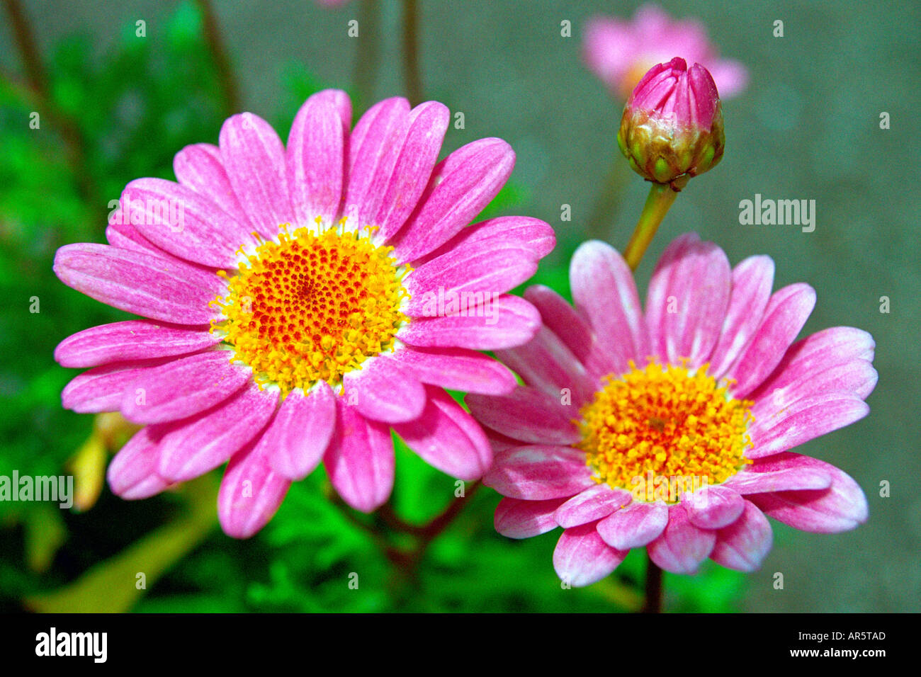 Daisy like flowers hi-res stock photography and images - Alamy