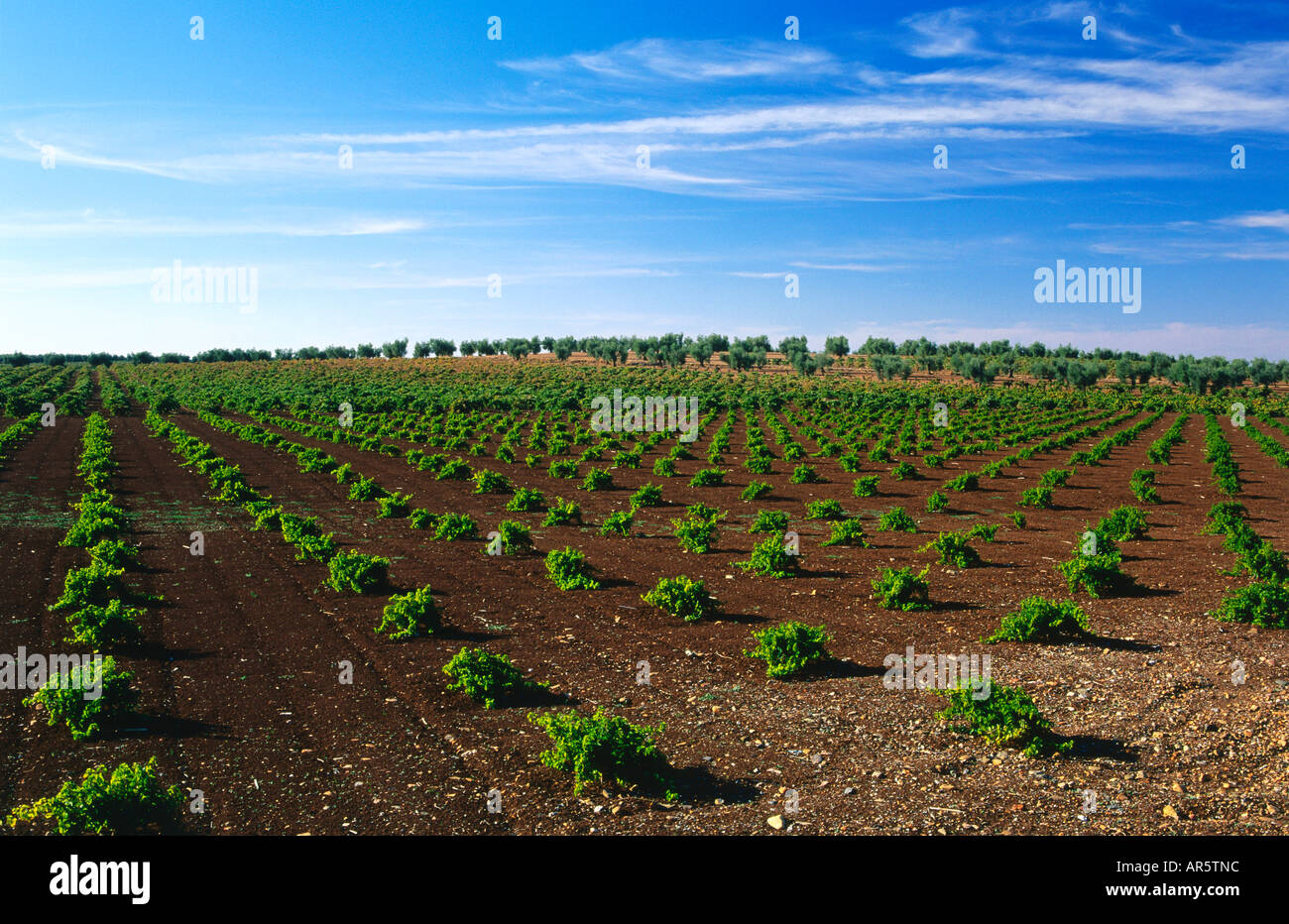 Vineyard, near Almendralejo, Province of Badajoz, Extremadura, Spain Stock Photo