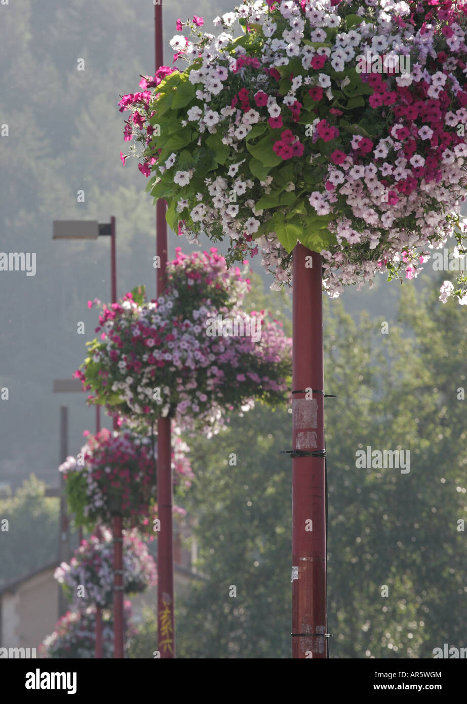 Hanging baskets of flowers on lamp posts in France Stock Photo Alamy