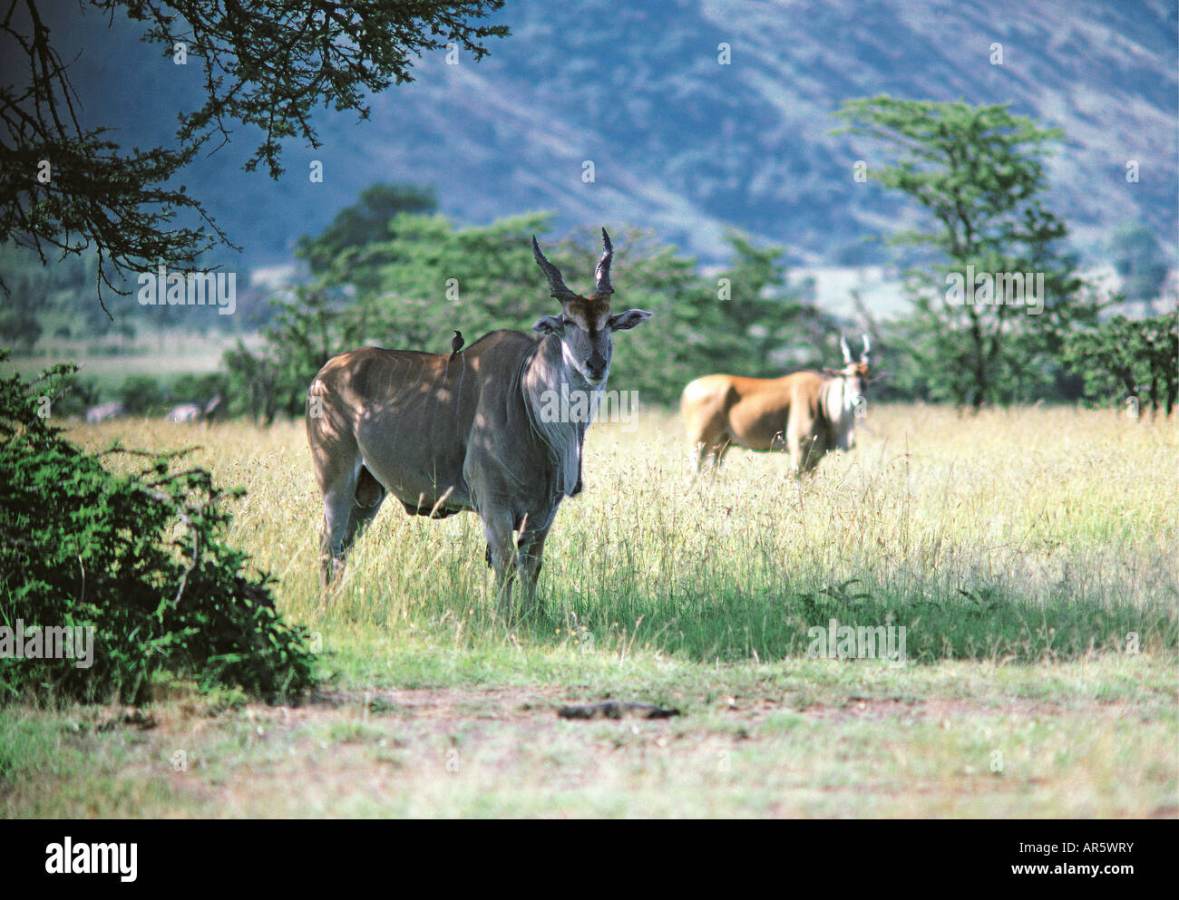 Two mature male Eland antelope in the Masai Mara National Reserve Kenya East Africa Stock Photo