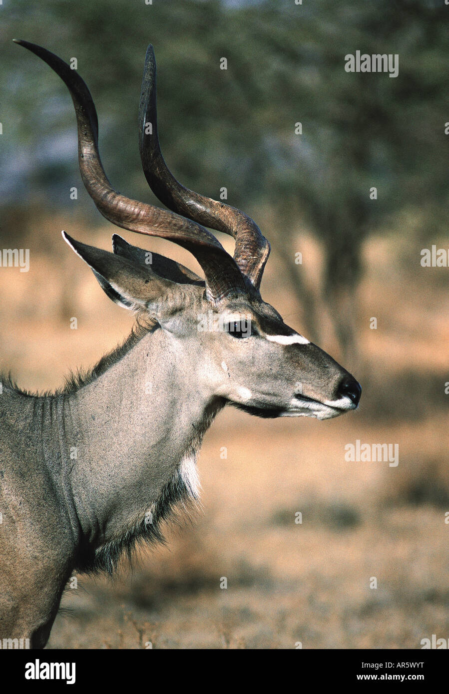 Close up portrait of male Greater Kudu Samburu National Reserve Kenya East Africa Note the splendid spiral horns Stock Photo