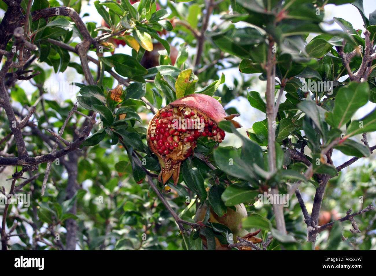 Pomegranate fruit on tree Stock Photo