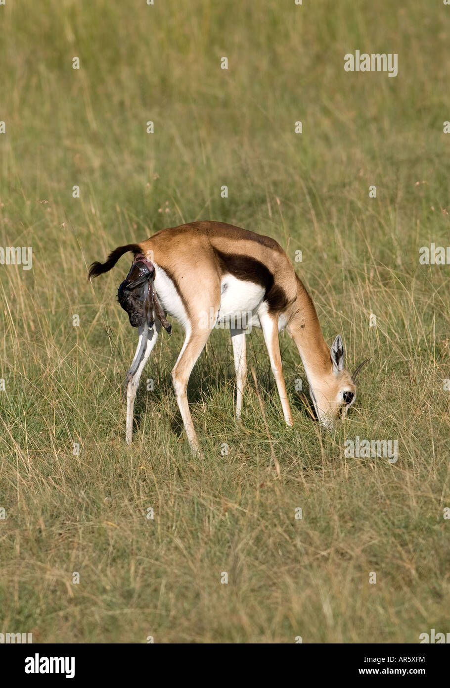 Thomson's Gazelle giving birth on the Masai Mara Kenya Stock Photo - Alamy
