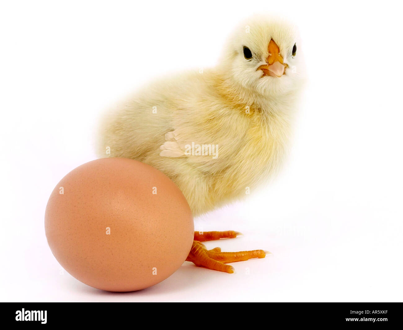 Chick and egg - which came first the chicken or the egg Stock Photo - Alamy