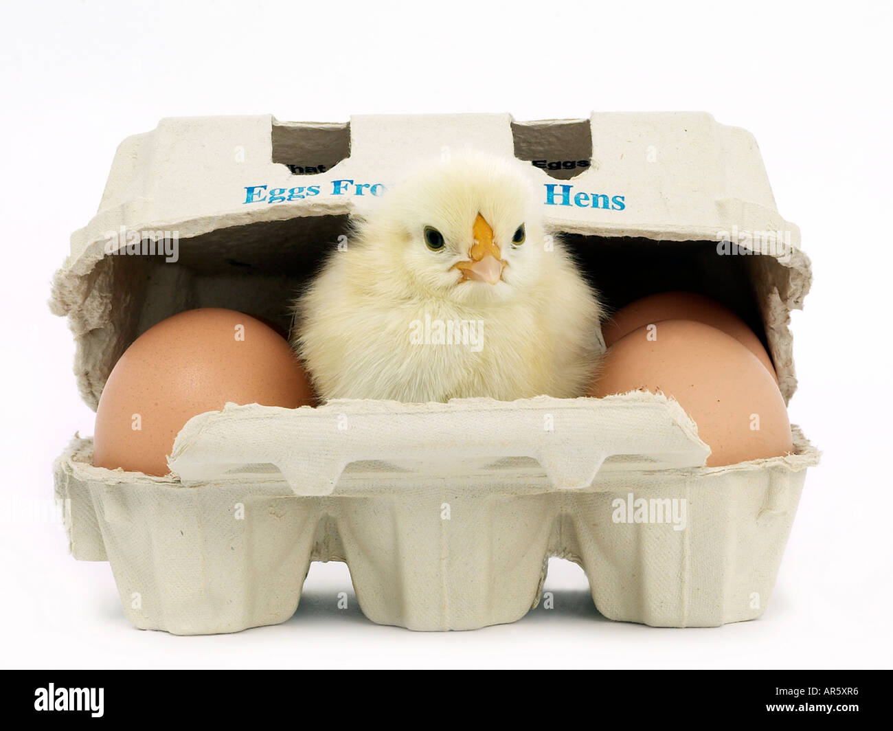 Small chick in an egg box - free range. Stock Photo