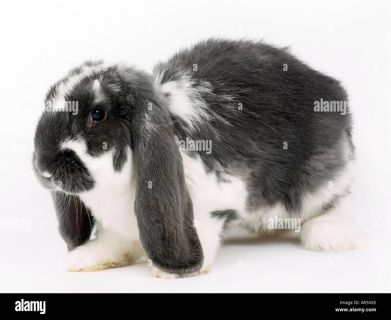 Grey and white lop eared rabbit Stock Photo Alamy