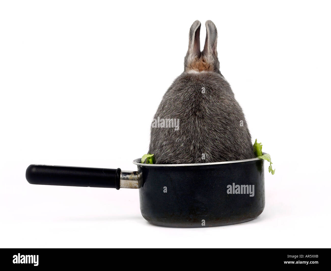 Grey rabbit sitting in a saucepan. Stock Photo