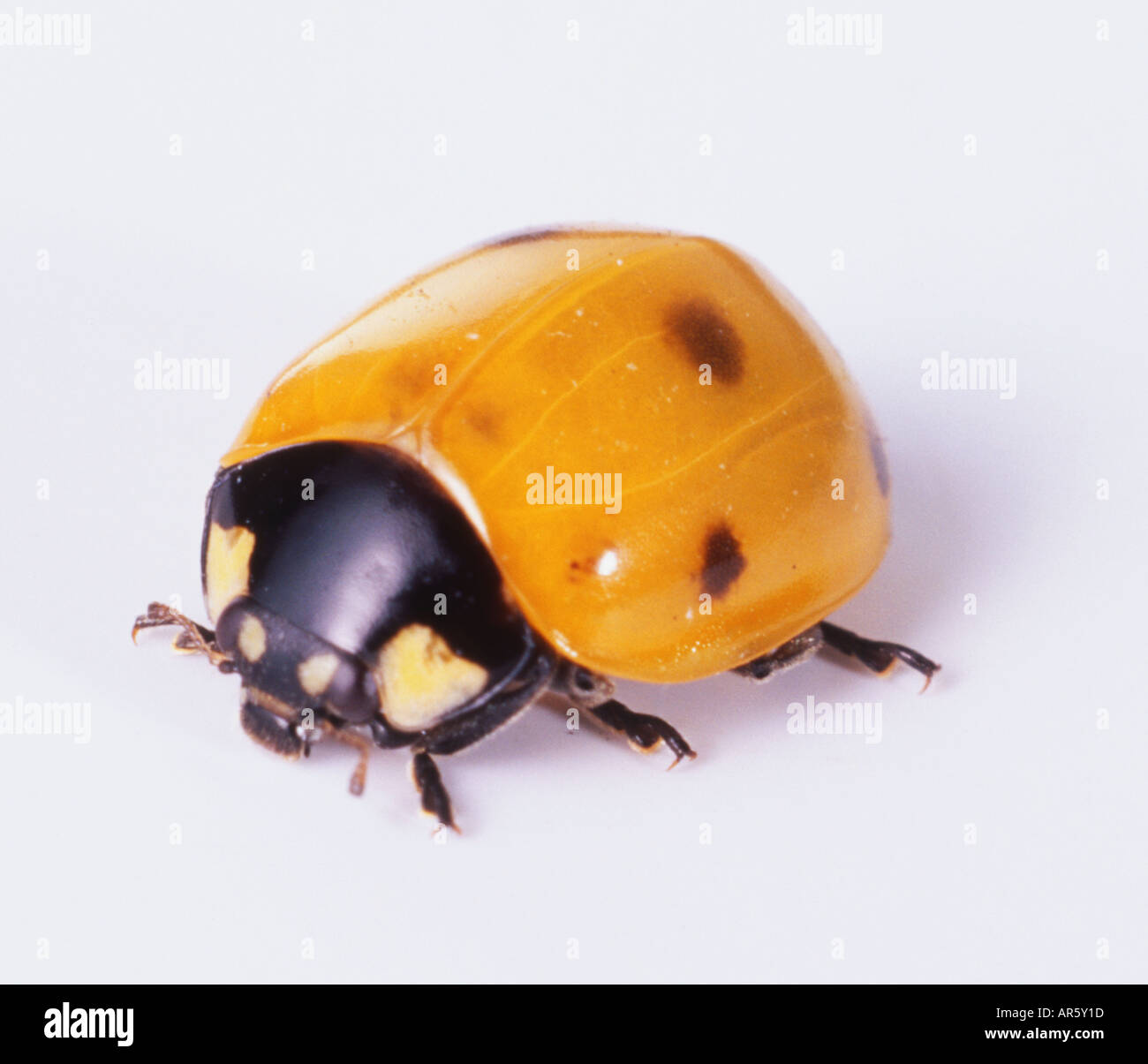 Yellow ladybird, yellow wing cases with black spots, white markings on