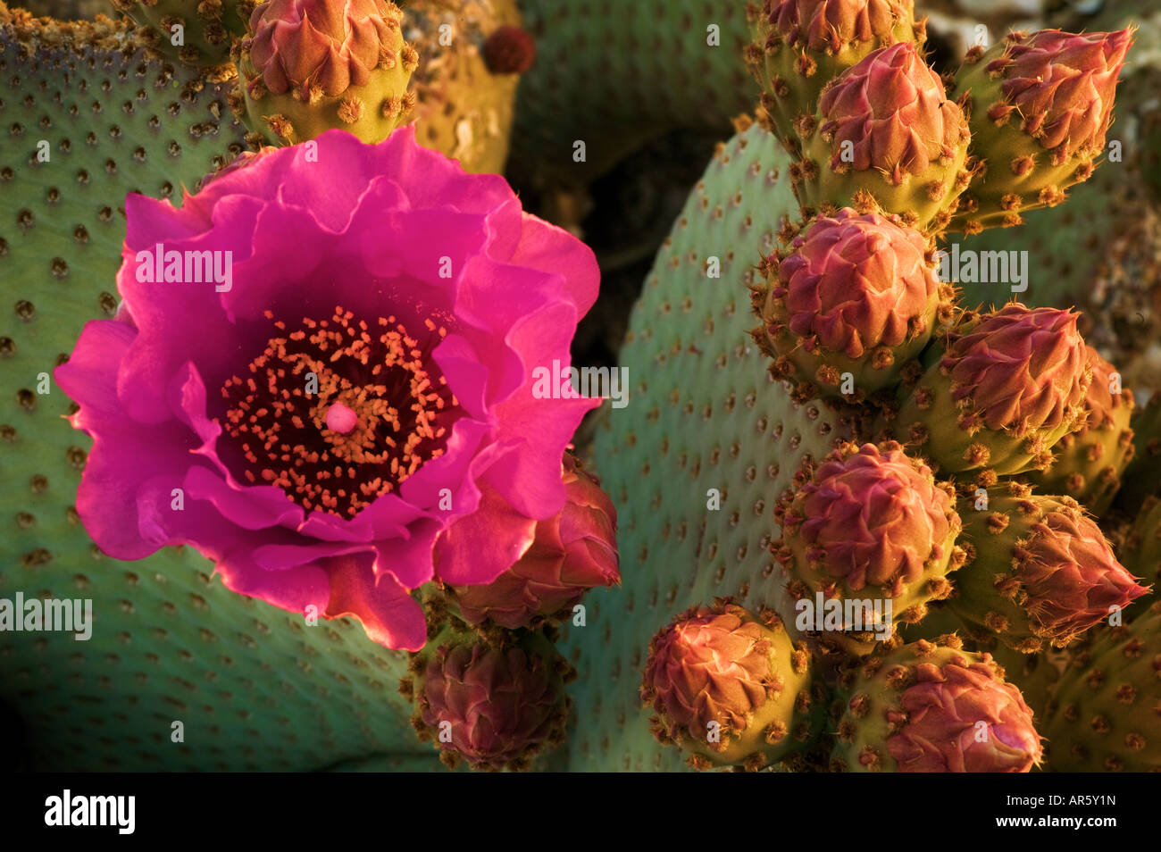 Beavertail Cactus Opuntia basilaris Flower Pioneertown California Stock Photo