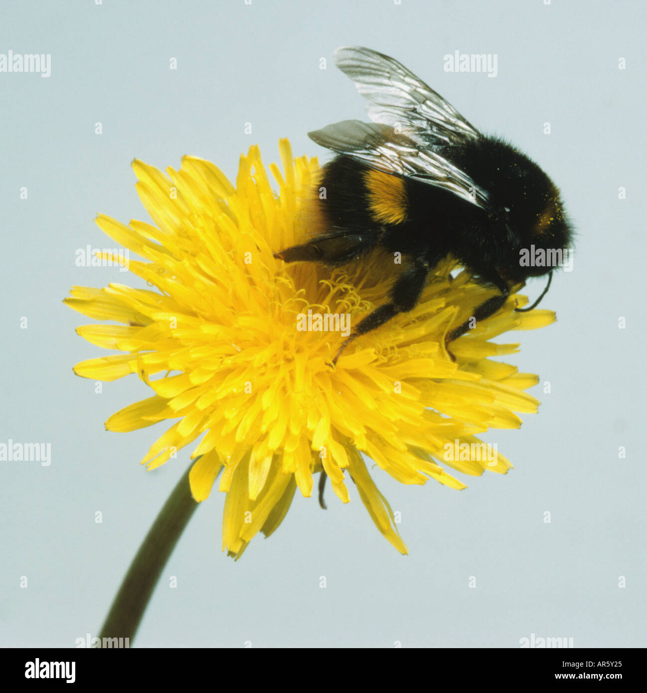 Black and yellow striped bumblebee sitting on dandelion flowerhead, pollinating, angled above view. Stock Photo