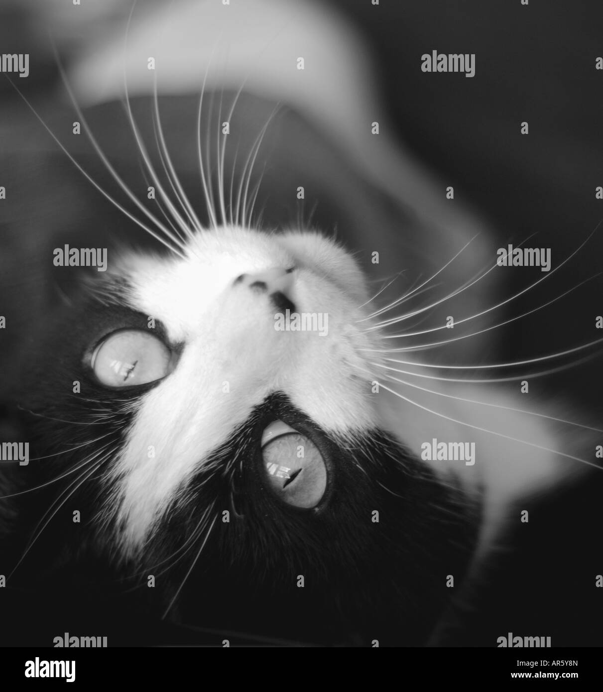 Black cat portrait Black and White Stock Photos & Images - Alamy