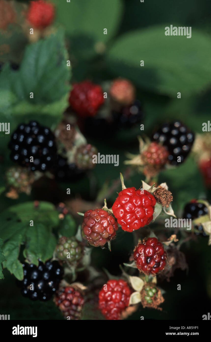 Blackberries at different stages of ripeness still on bush Stock Photo ...
