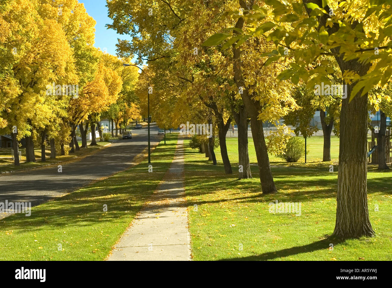 Elm trees in Autumn Stock Photo Alamy
