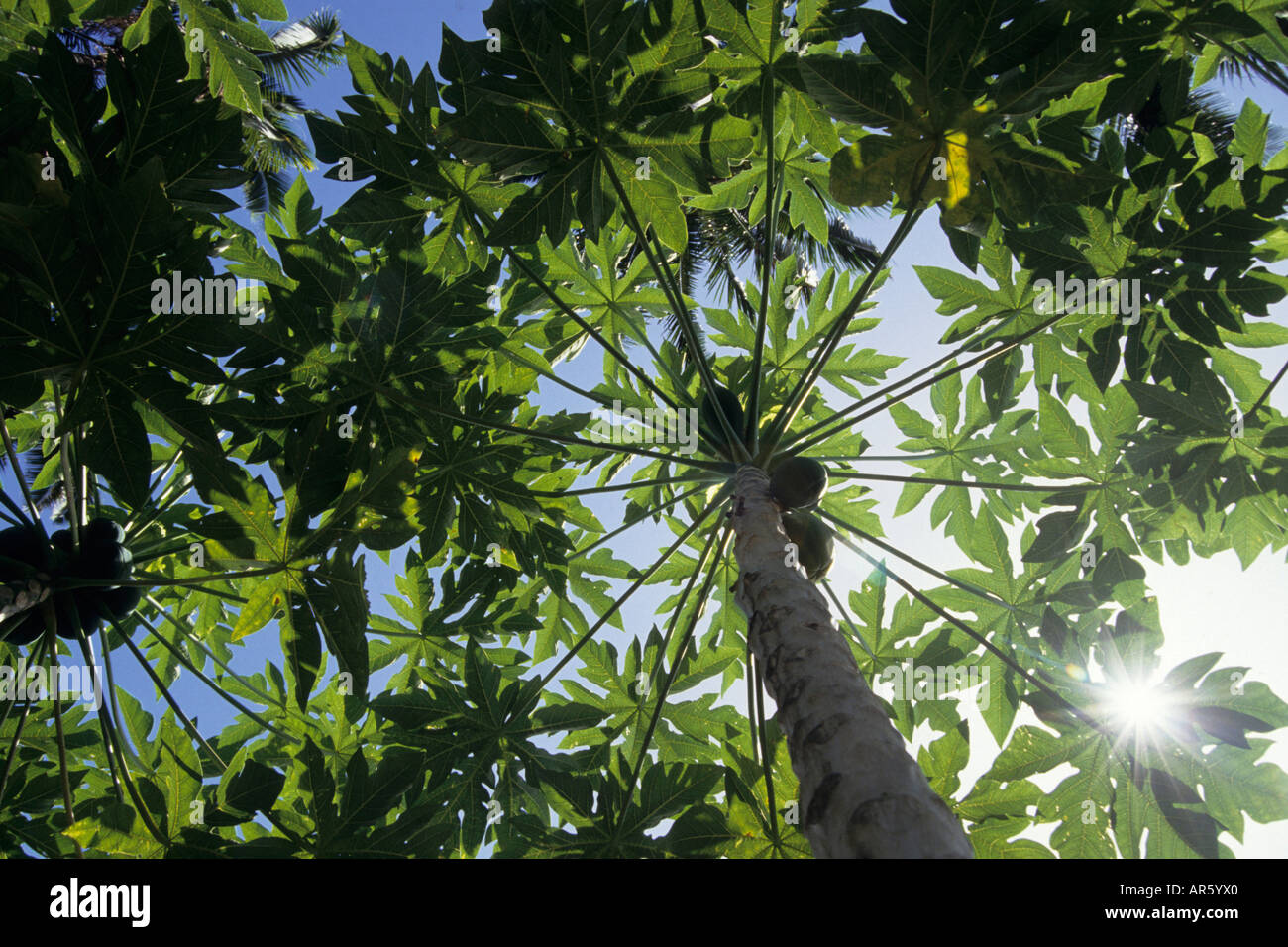 Papaya Tree, Paw Paw, Rarotonga, Cook Islands Stock Photo
