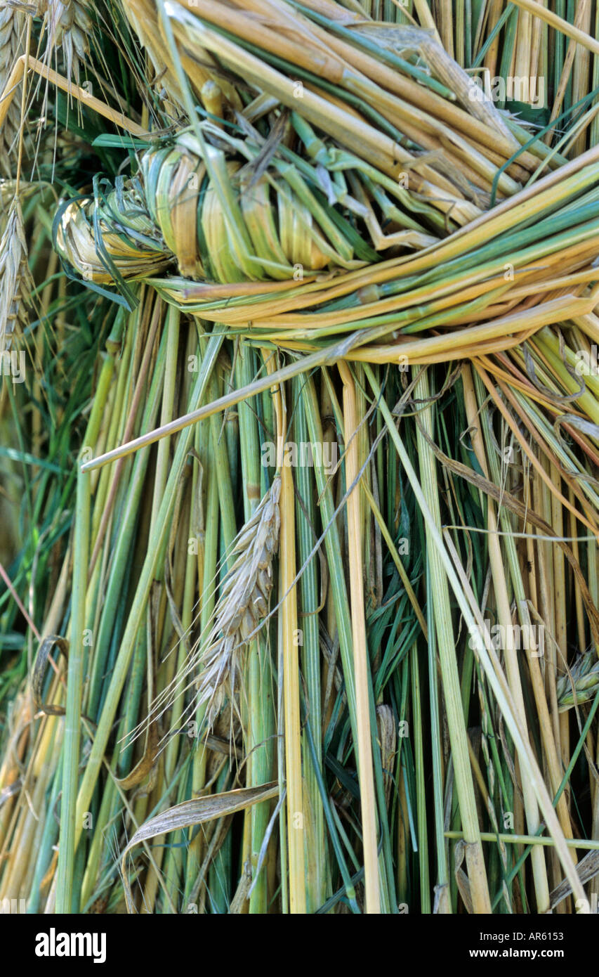 Sheaths of wheat hi-res stock photography and images - Alamy