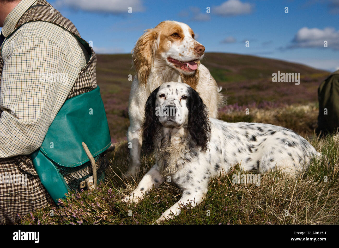 Two Spaniels Beside their Handler on Heather Covered Moor before Driven Red Grouse Shoot Near Aviemoor Scotland Stock Photo