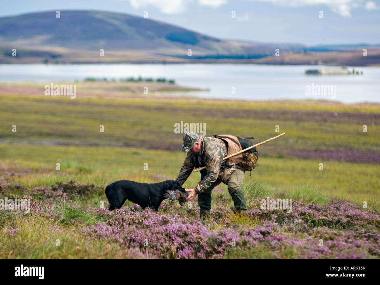 Dog Handler Taking Retrieved Red Grouse from Black Labrador Retriever Highlands Scotland Stock Photo