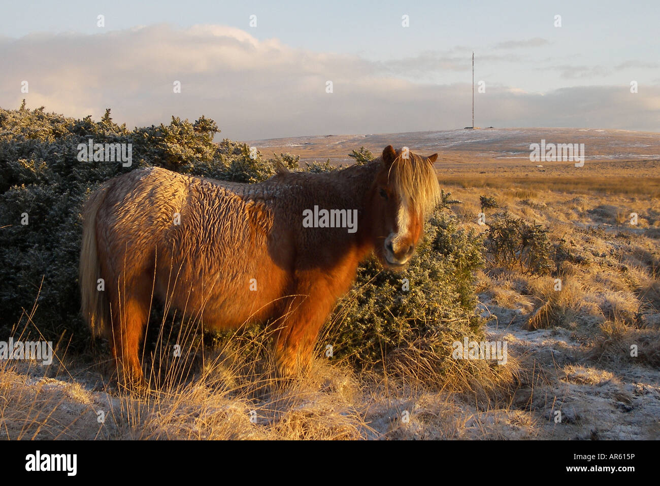 Dartmoor Pony Near Princetown Devon Stock Photo Alamy