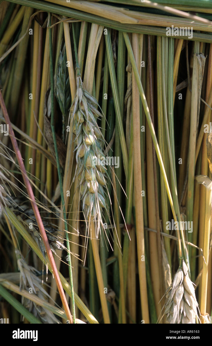 Straw Barley ears Stock Photo