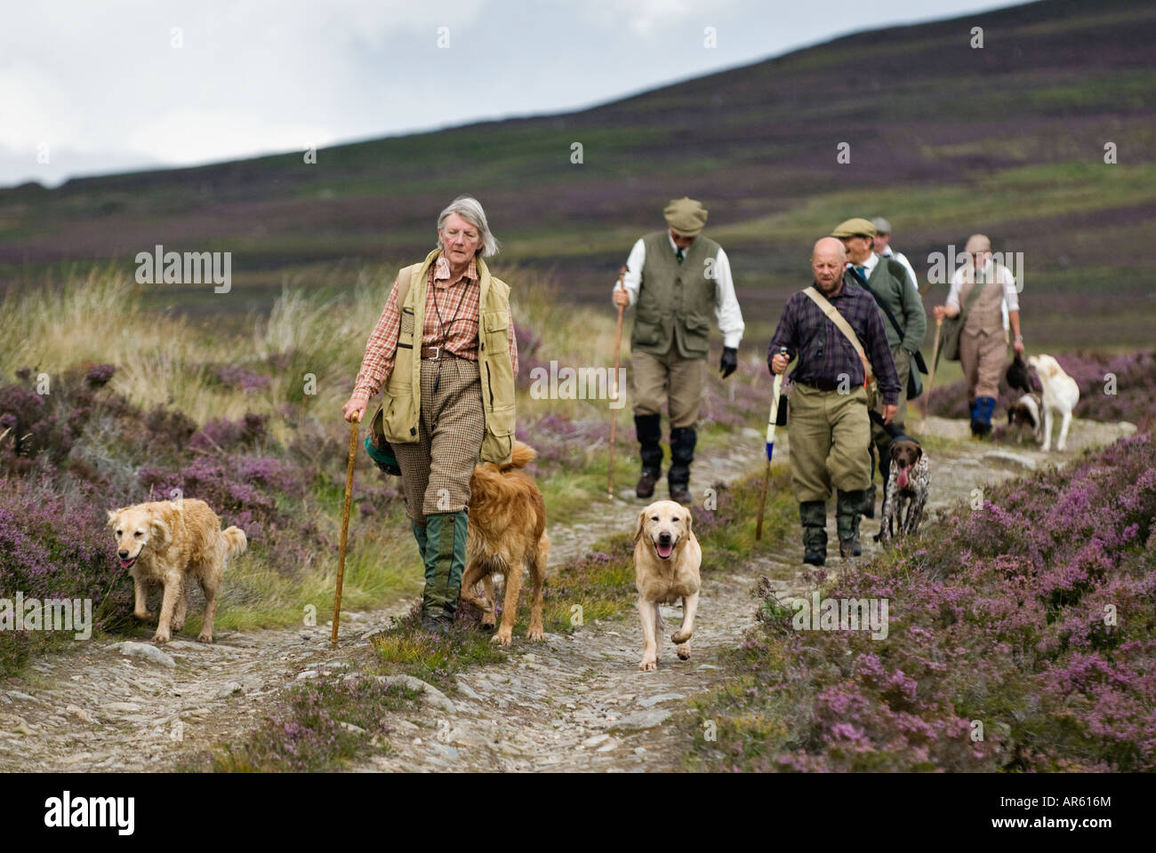 Dog Handlers and Game Keepers Walking across a Heather Covered Scottish Moor after Driven Red Grouse Shoot Near Aviemore Stock Photo
