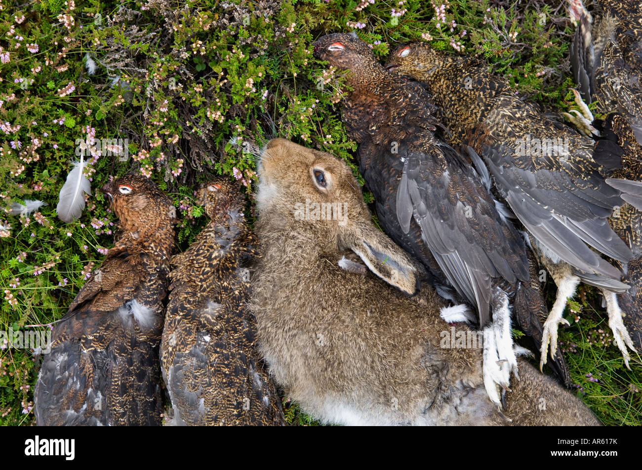 Mixed Bag of Red Grouse and Hare taken during Driven Red Grouse Shoot Near Aviemore Scotland Stock Photo