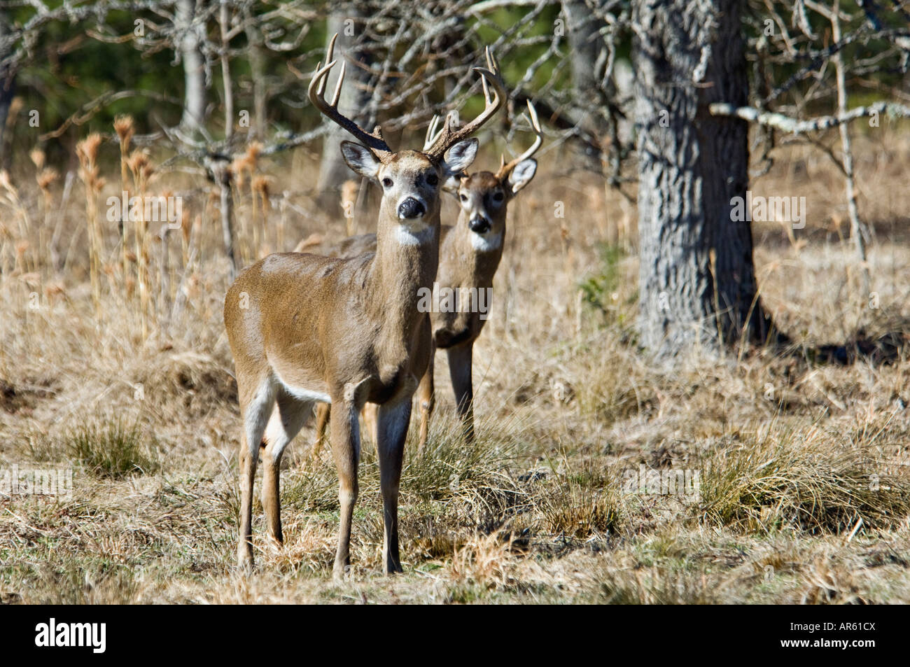 Two Alert White-tailed Deer Odocoileus virginianus Bucks Cades Cove Great Smokey Mountains National Park Tennessee Stock Photo